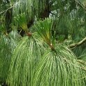 Pinus wallichiana aiguille